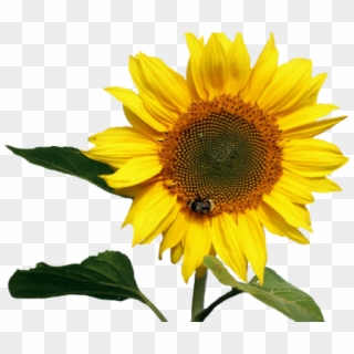 Transparent Background Sunflower Clipart, HD Png Download
