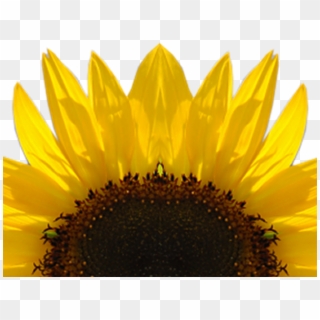 Sunflowers Clipart Logo - High Resolution Sunflower Watercolor, HD Png Download