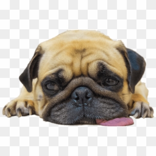 Animals - Pugs - Pug At The Dentist, HD Png Download