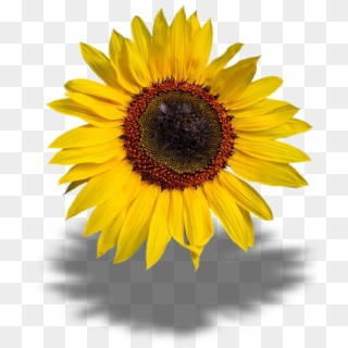 Sun Flower, Transparent Background, Png - Imagenes Png De Girasoles, Png Download