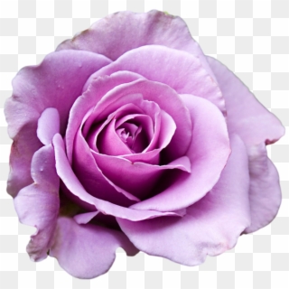 Purple Rose Clipart Png Tumblr, Transparent Png