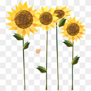 Beautiful Pictures Of Sunflower - Border Sunflower, HD Png Download