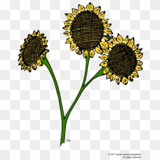 Here - Sunflower, HD Png Download