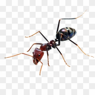 Ant Png - Ant Bee, Transparent Png