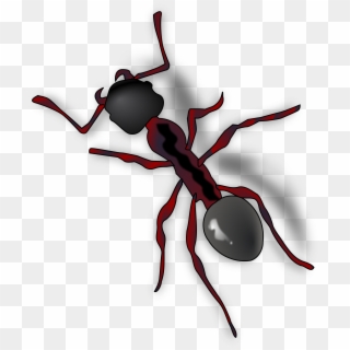 Ant Png - Ant Clip Art, Transparent Png