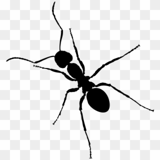 Ant - Ant Insect, HD Png Download