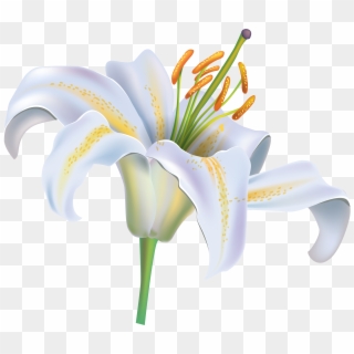 White Lily Flower Png Clipart Image - White Lily Flower Png, Transparent Png
