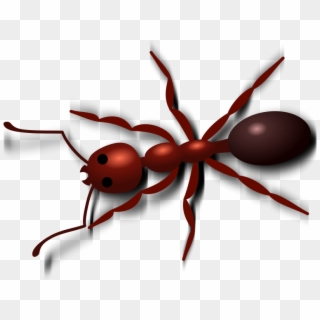 Ant Png - Red Ant Clip Art, Transparent Png
