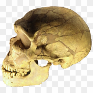 Ferrassie Skull Clear - Homo Sapiens Neanderthal Skull, HD Png Download