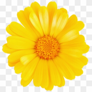 Margaritas Png Para Montajes ~ Rosavecina - Yellow Flowers Transparent Backgrounds, Png Download