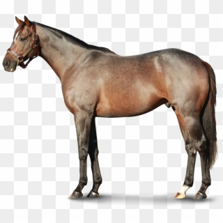 1800 X 1371 7 - Horse, HD Png Download