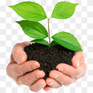 Stock Photo Hands Holding Green Plant Isolated - Plant In Hands Png, Transparent Png