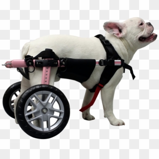 Features Of The Walkin' Belly Support - Dog Carts For Handicapped Dogs, HD Png Download