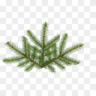 1024 X 640 26 - Pine Tree Branches Png, Transparent Png