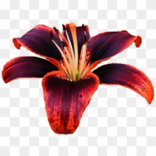 Red And Purple Lily, HD Png Download
