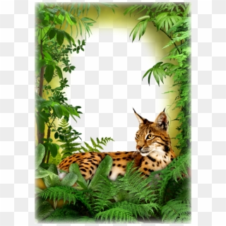 Photo Frame - Jungle Cat - Jungle Book Frame Png, Transparent Png