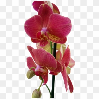 Moth Orchid, HD Png Download