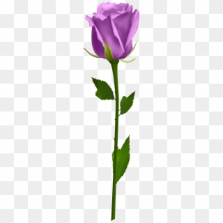 Purple Rose Clip Art Image Rose Orange, Morning Flowers, - Blue Rose No Background, HD Png Download