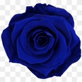 Dark-blue Rose - Floribunda, HD Png Download
