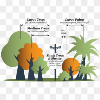Tree Sizes - Illustration, HD Png Download
