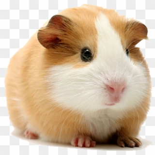 1000 X 800 6 - Guinea Pig Meaning In Hindi, HD Png Download