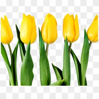 Tulips Flowers Png Yellow, Transparent Png