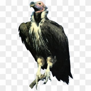 Click And Drag To Re-position The Image, If Desired - Vulture Transparent, HD Png Download
