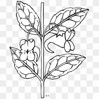 Flowers Borders Clipart Sampaguita - Outline Of A Flower, HD Png Download