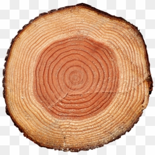 Tree Stump Png - Stump With Transparent Background, Png Download