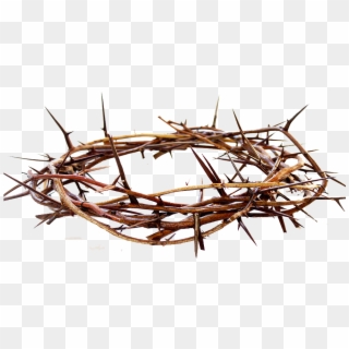 Crown Of Thorns, HD Png Download