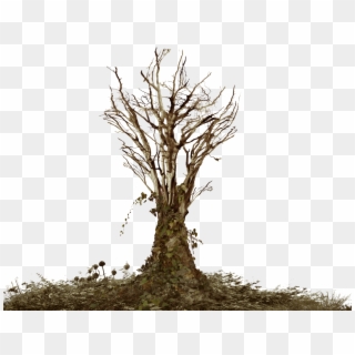 Dead Grass Png - Tree With Roots Png, Transparent Png