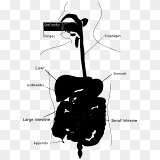 Human Digestive System Eating Meat , Png Download - Human Digestive System Eating Meat, Transparent Png