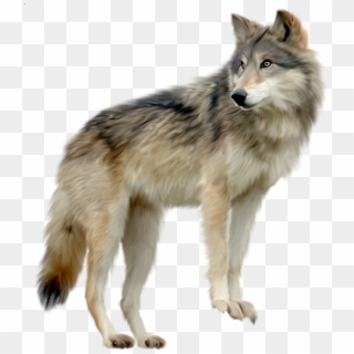 Clipart Png Wolf - Wolf Png, Transparent Png