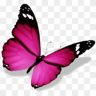 Image De Papillon Imagenes De Mariposas, Animalitos - Schmetterling Png, Transparent Png
