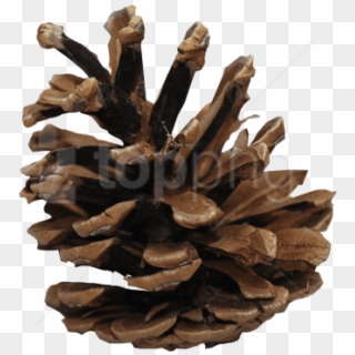 Free Png Download Pine Cone Png Images Background Png - Transparent Pine Cones Clipart, Png Download