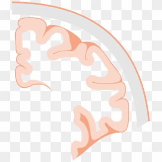 This Free Icons Png Design Of Brain Coronal Slice, Transparent Png