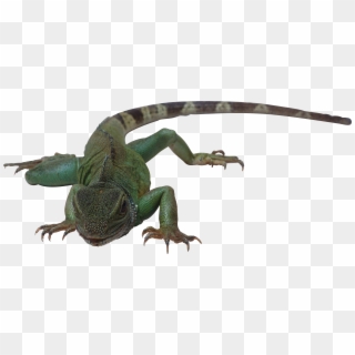 Lizard Png - Reptiles Animals With Names, Transparent Png