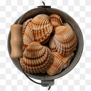 Shell Bucket - Scallop, HD Png Download