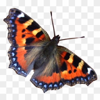 Miracle Real Pictures Of Butterflies Png 26546 Free - Free World, Transparent Png