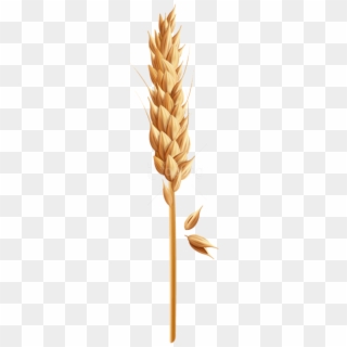 Free Png Download Wheat Grain Clipart Png Photo Png - Grain Of Wheat Clipart, Transparent Png