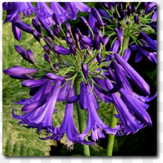 Agapanthus, HD Png Download