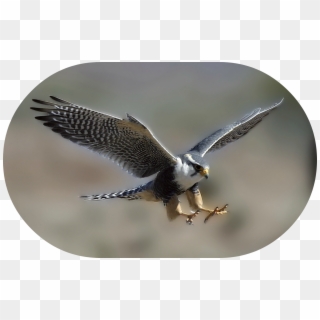Peregrine Falcon Dive Bombing , Png Download, Transparent Png