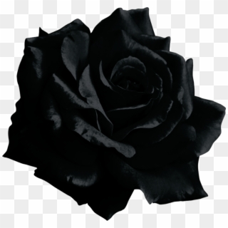 Black Rose Transparent, HD Png Download