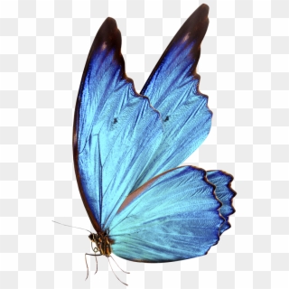 0 Bluebutterflyhouse Bluebutterflyhouse - Holly Blue, HD Png Download