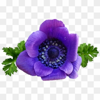 Flower, Purple, Anemone, Spring, Garden, Nature - Anemone Flower Transparent Png, Png Download