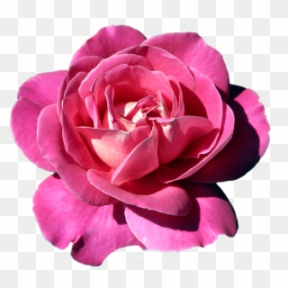 Pink Rose Clipart Gallery Yopriceville - Фоторамки Для Фотошопа Розы, HD Png Download