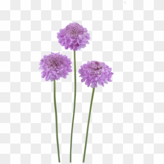 Focal Scoop™ Lilac - Pincushion Flower Png, Transparent Png