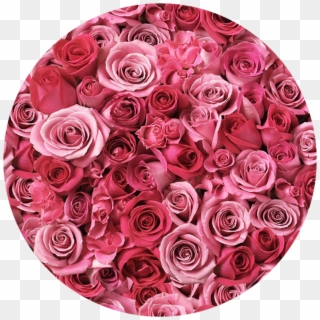 Bed Of Roses Entertainment - Pink Flower, HD Png Download