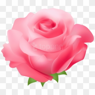 Free Png Pink Rose Png Images Transparent - Pink Rose Png Hd, Png Download