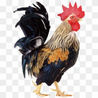 Free Png Download Cock Png Images Background Png Images - Rooster, Transparent Png